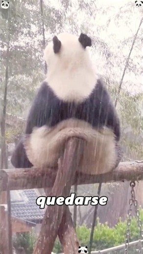 Why do giant pandas like standing in the rain? #amazing #animals #didyouknow #foryoupage #cute
