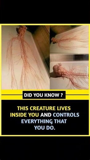 #didyouknow #motivation #lifeonearth #motivationalstory #funny #inspirational #facts #memes #science