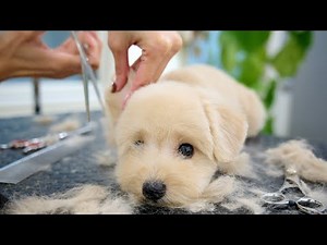 Ahh it's not easy being this cute. Pomeranian and Toy Poodle mixed dog