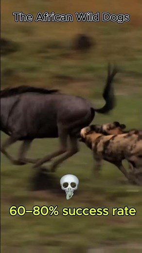 How Pack Hunters Dominate the Wild: Incredible Group Hunting Skills