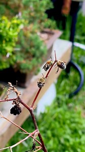 Blue banded bees are gentle, solitary Australian native bees. They don’t have hives like honeybees, instead they burrow in soft mud bricks and crevices to nest and roost together in small groups, hanging onto the twigs with their mandibles 🥺These sweet little fuzz pots love the flowers on chili, tomato, and eggplants - their unique buzz pollination is going to give you the best fruit. Basil and rosemary are also a favourite, so let them go to flower in spring. They’re important pollinators and 