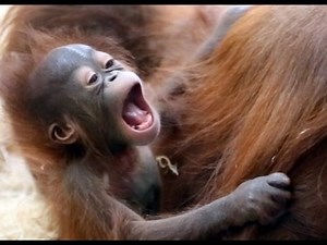 Newborn Orangutan playing with Mother