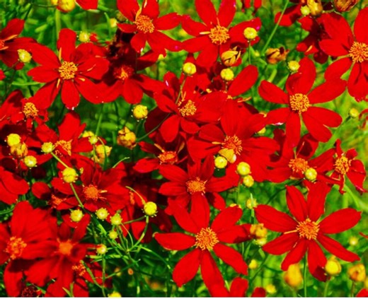Coreopsis Red Dwarf Seeds | Heirloom Non-gmo Wildflower for Gardens - Etsy