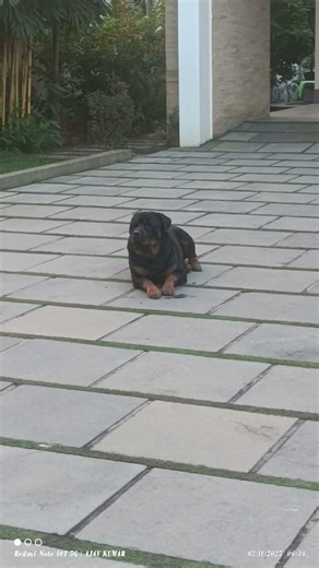 my best friend #rottweiler #dogshorts #dog