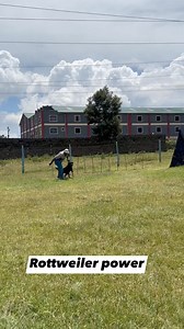 2.6M views · 12K reactions | Rottweiler on protection training #rottweilerdogs | Baxton DOG Training Academy | Facebook