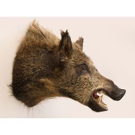 Wild Boar Head Trophy Mount
