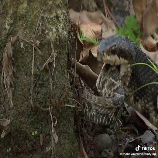 Explore the World of Most Venomous Snakes