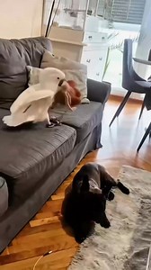 650K views · 10K reactions | Dog and bird #ctto #dog #bird | Raizel G. TV | Facebook