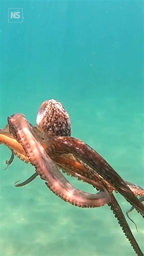 12K views · 65 reactions | A new robotic suction cup which can grasp...