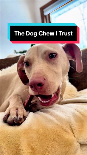 About to jump into a long work meeting and I needed something I trust to keep my dogs occupied 🐶💻 These single ingredient bully sticks are my go-to when I need focus time. They’re long lasting, made with simple ingredients, and keep my dogs busy without giving me anxiety during meetings. If you work from home and your dogs think every meeting is playtime, having a healthy dog chew you trust makes all the difference.