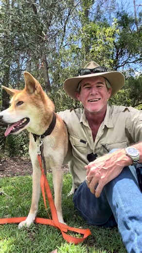 Discover Red: The Pure Breed Alpine Dingo