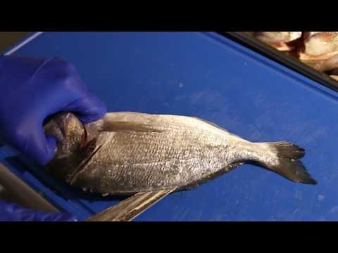 How-to: dorade fileren