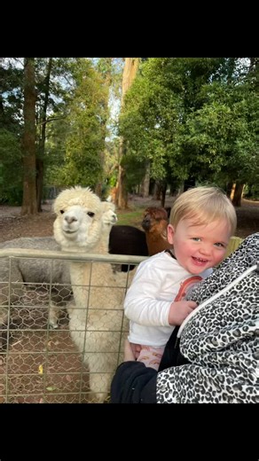 Someone loves her #pacs😍 #Alpacas #alpacasoftiktok #alpaca #animals #animalsoftiktok #Pacas #bestfriends