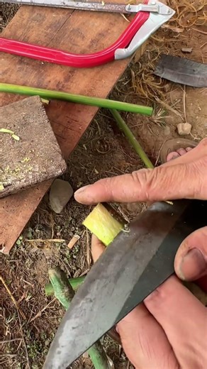 Primitive Bamboo Launcher That Actually Works! 🎯 Balloon Test #DIYProject#satisfying #sanodiy