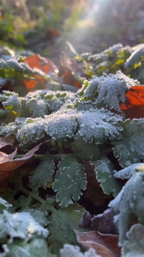 1K views · 81 reactions | Frosty mornings in London’s oldest botanical Garden. ❄️ | Chelsea Physic Garden | Facebook