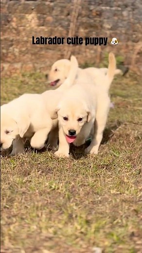 Labrador cute puppy😍 #viral #trending #pets #ytshorts #cute #labrador #juneriya_pet shop #shorts