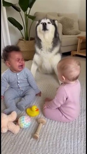 One Cry, One Husky Howl… Then Two Babies Turn It Into the Cutest Awoo Trio Ever