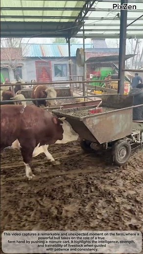 This Bull Thinks He’s a Farm Hand Smartest Animal on the Farm
