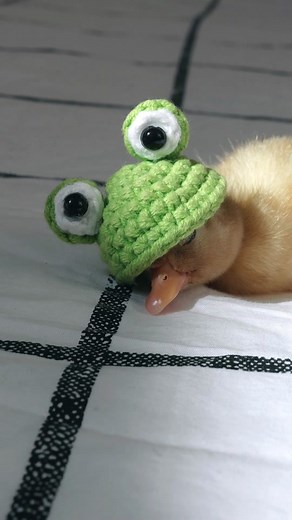 Sleepy Duck Wakes Up Thinking It's the Next Day