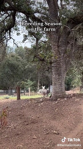 Farm Breeding Season: A Look at Donkeys Mating