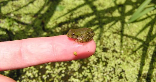Protecting Wisconsin's endangered cricket frog