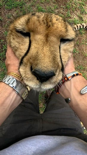 Petting a Cheetah 🐆