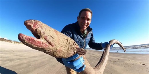 VIDEO: Massive 4-foot-long eel washes up on beach, surprises researcher