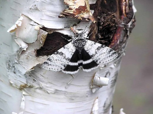 3 Sneaky Ways Moths Survive Predation