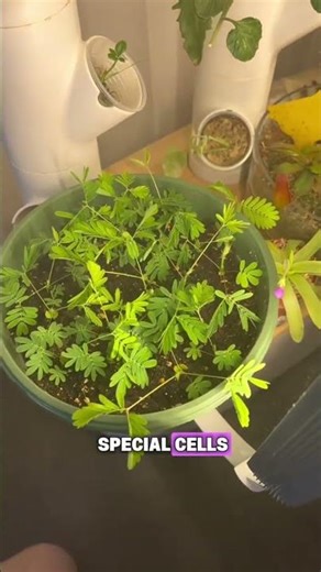 Why does this plant close its leaves immediately when touched? | #naturefacts #shorts