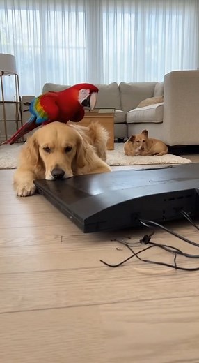 Macaw yelling like it pays the rent. #BirdAttitude #DogRegret #PetReels | Animal World