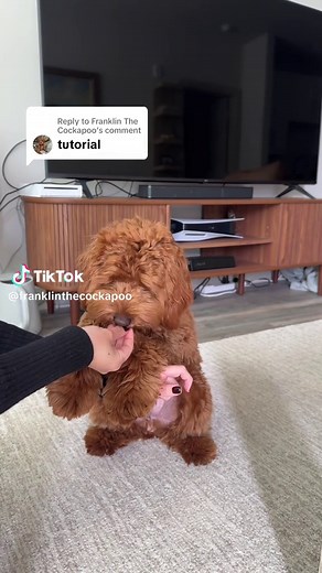 Dog Training Tutorial: Teaching Your Dog to Pray