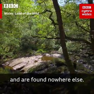Celtic rainforests are an extraordinary natural time capsule.🌿 Wales: Land of the Wild Streaming now on BBC iPlayer | BBC Wales News