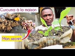 Secrets to Growing Turmeric like a Professional