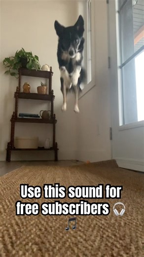 USE THIS SOUND 🎧 🎵 #shorts #funny #usethissound #dog