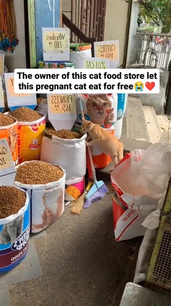 4.1K views · 193 reactions | In a cat food store, the owner generously provides free meals for a pregnant street cat, setting off a ripple effect of kindness that spans across generations of feline lives. This heartwarming gesture showcases the enduring impact of compassion. Keep spreading kindness; it leaves a legacy that goes beyond the moment. Source: @petclips18 | Give | Facebook