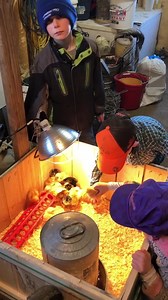 76 reactions · 9 comments | Kids got their baby chicks at Runnings Stores. Grandpa Bob and Grandma Jean Pagel have been buying them baby chicks every year. As you can tell kids are really excited. Younger two kids got one of each kind and Cahan had to read about each breed and get the ones that lay the most. We also had about 18 calves yesterday, biggest day so far. | JC Farms | Facebook