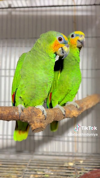 Orange Amazon #vairalvideo #bdpakhirduniya #পাখিরটিকটক #mirpur #pets #animalslover