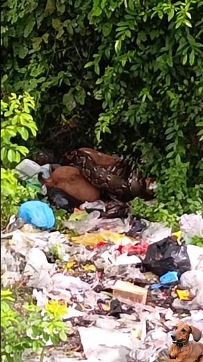 python wrapped around dog