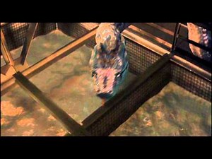 Boa Vs Python trailer