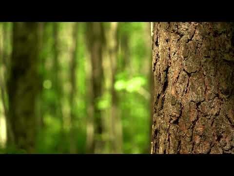 Royalty-Free Video Footage - Green nature bokeh background with tree trunk closeup in 4k