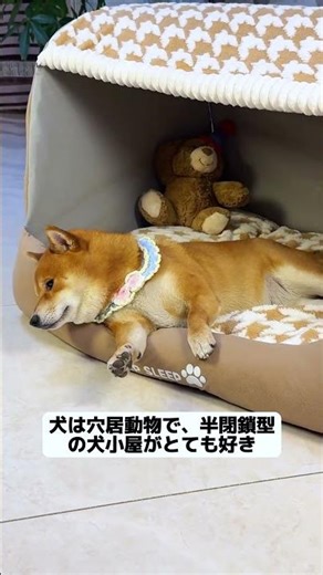 【驚き】人間も入れる犬小屋！？柴犬との添い寝が実現🐶✨ #柴犬 #犬小屋 #ペットグッズ