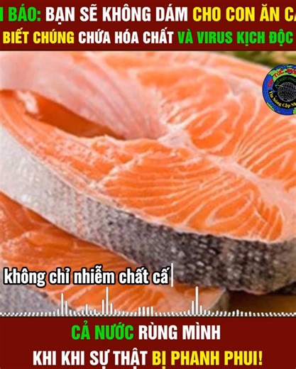 Cá hồi và hóa chất độc hại: Sự thật gây sốc
