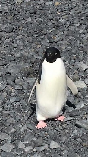 とにかく可愛いアデリーペンギン - Cute Adelie penguin
