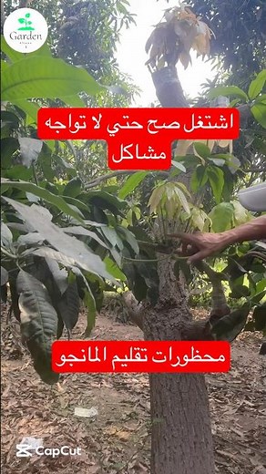 Fatal mistakes to avoid when pruning mango trees – beware of them and ruin your tree 🌳🌿