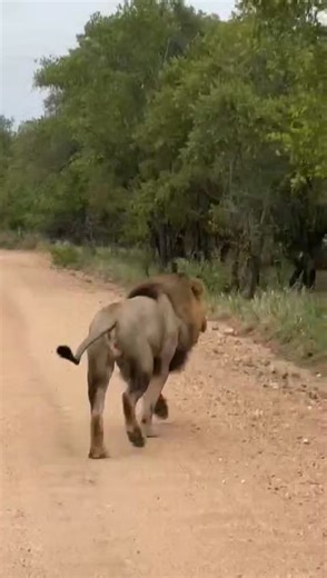 155K views · 3.1K reactions | A raging force of nature - watch as the lion charges through his territory, hunting down unwelcome intruders #reels #life #viral #trend #video #travel #nature #africa #epic #kalahari #desert #kgalagadi #Namibia #Botswana #amazing #southafrica #trending | African Bush Kingdom | Facebook