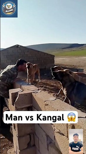Kangal vs Man – Can a Human Handle the Strongest Dog?