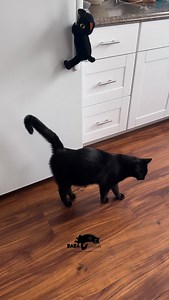 23K views · 31K reactions | Baba answers fan questions: part 86! ‍⬛ . NEW SNACK CUPBOARD REVEAL~!!✨ . Baba caught on VERY quickly as to where his snack cupboard was, and both him and Yaga have been happily⚡️electric tailing⚡️ on the daily~ hehe . . . #cats #catlove #catvideo #catmom #catlife #cutecat #happycat #catscatscats #catsofinstagram #catsofig #baba #babayaga | BabaYaga Cat | Facebook