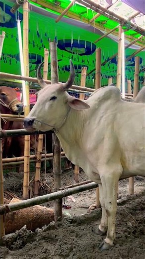 গরু guru cow goru amba hamba cow videos gorur video guru guru goro guru tiktok গরুর ভিডিও golu#viral