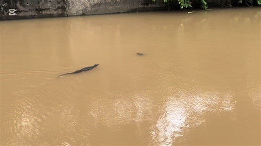 2.1 m long lizard catching their prey