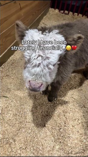 Anything helps 😣❤️ #cow #slippers #cowslippers #farm #fyp